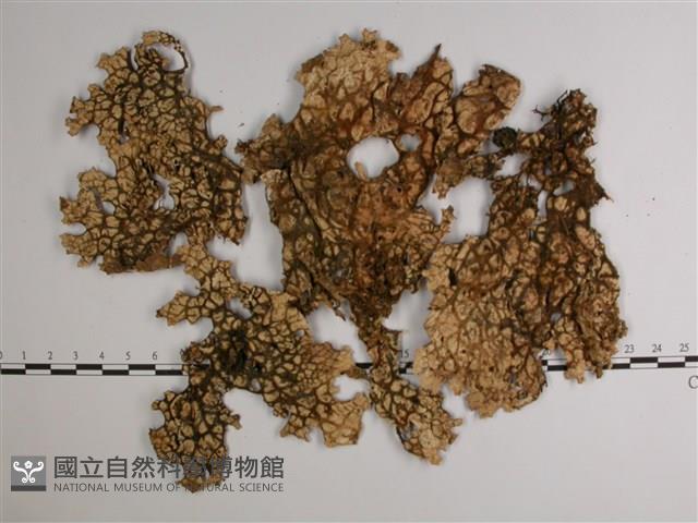 樹棲兜衣藏品圖，第3張