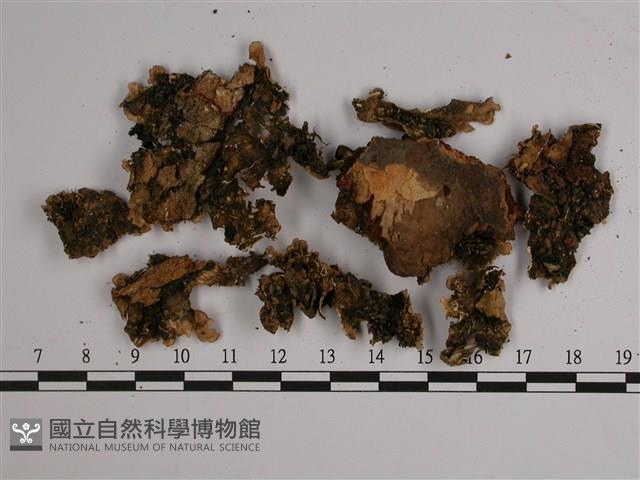 擬文字變色兜衣藏品圖，第3張