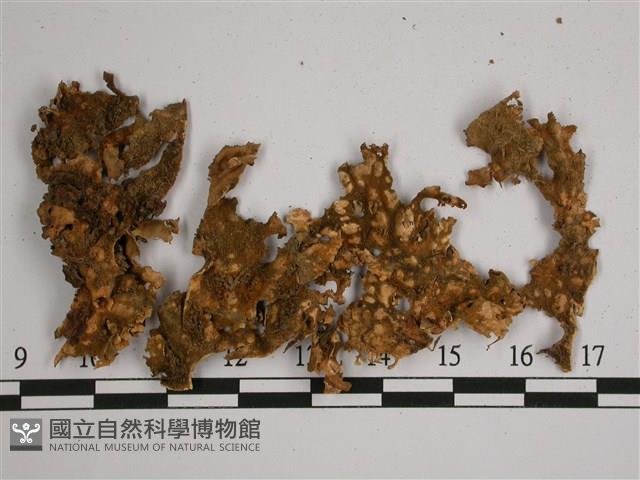 劍形兜衣藏品圖，第3張