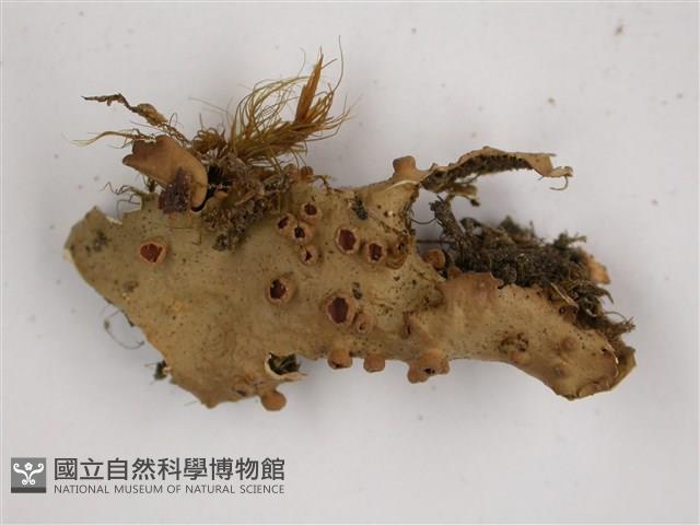 擬文字兜衣藏品圖，第3張