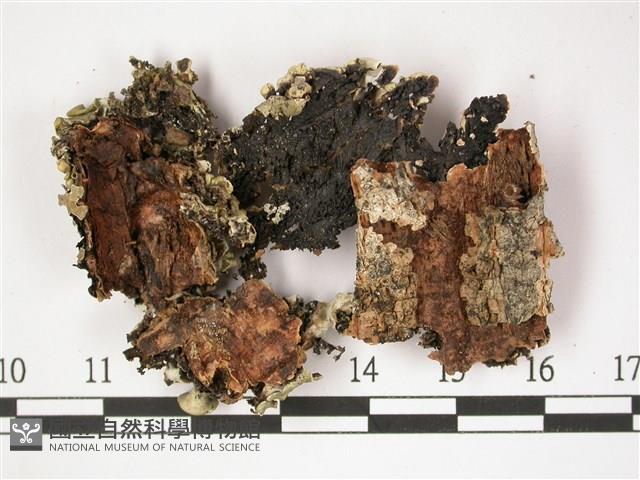 登錄號:L00001328藏品圖，第3張