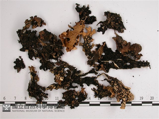 網脊兜衣藏品圖，第3張