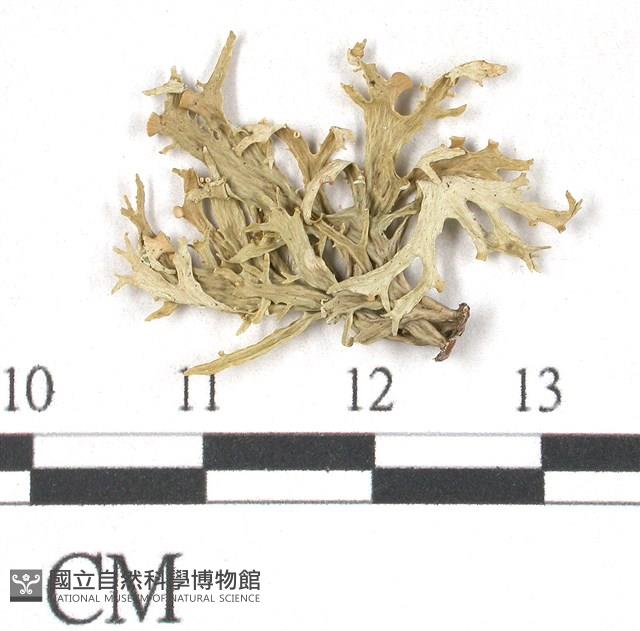 登錄號:L00002178藏品圖，第3張