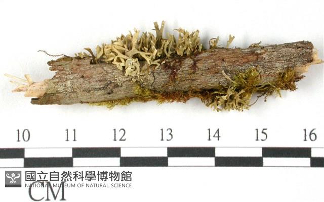 登錄號:L00000598藏品圖，第3張