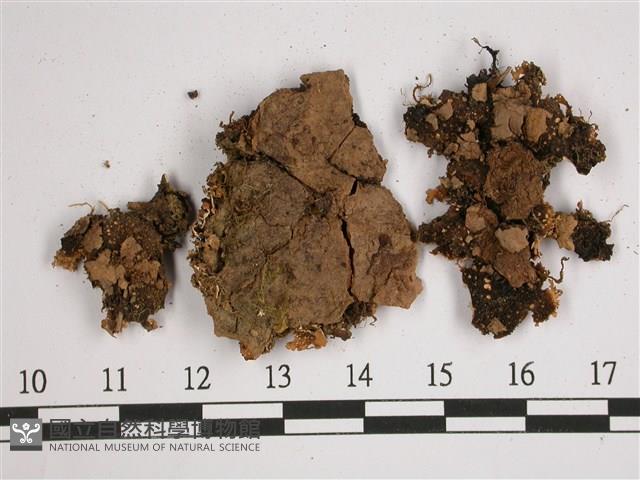 厚兜衣藏品圖，第3張