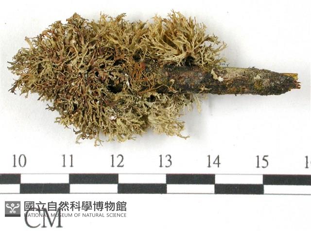 登錄號:L00001038藏品圖，第2張