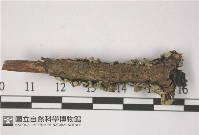 登錄號:L00001338藏品圖，第3張