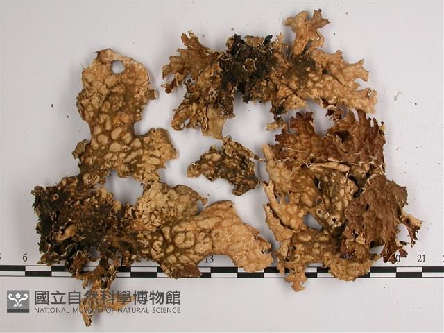 叉狀針芽兜衣藏品圖，第3張