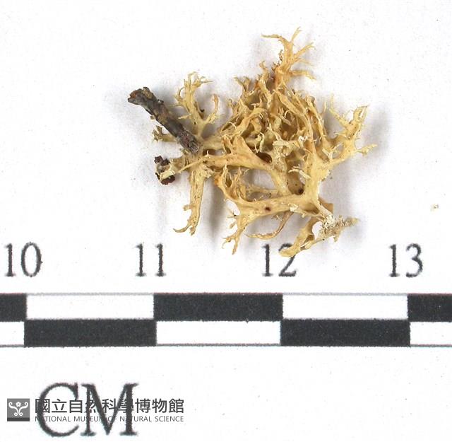 登錄號:L00000389藏品圖，第3張