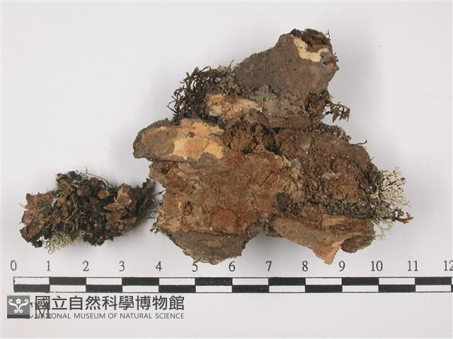 登錄號:L00002209藏品圖，第3張