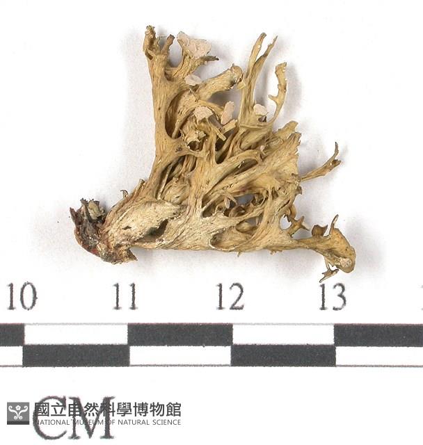 登錄號:L00002009藏品圖，第3張