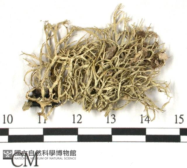 登錄號:L00002309藏品圖，第3張