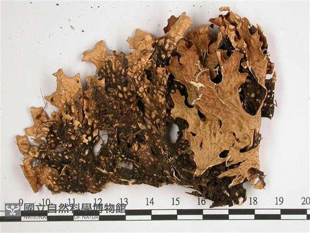 叉狀針芽兜衣藏品圖，第3張