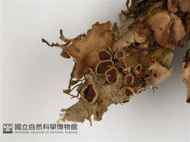 擬文字兜衣藏品圖，第3張