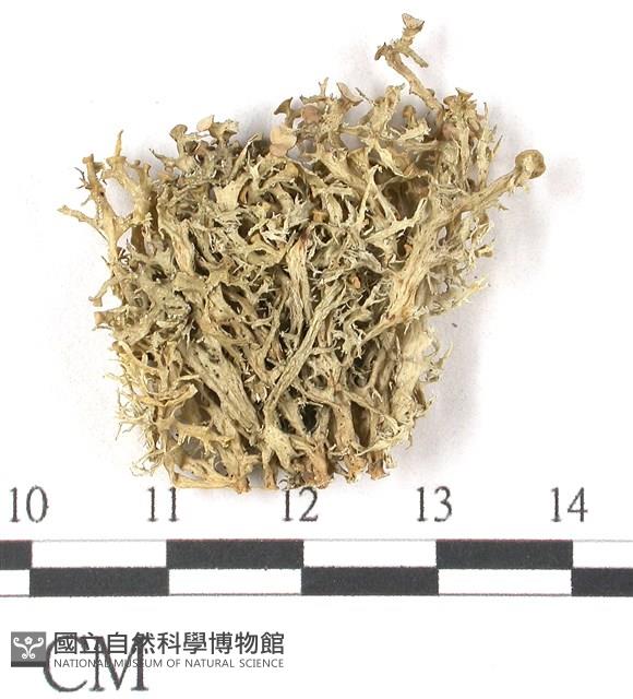 登錄號:L00001079藏品圖，第3張