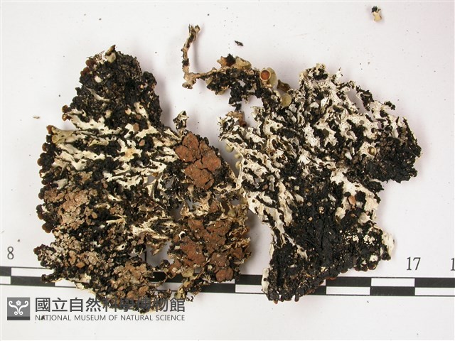 登錄號:L00002179藏品圖，第3張