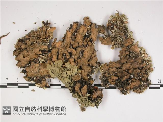 登錄號:L00002259藏品圖，第3張