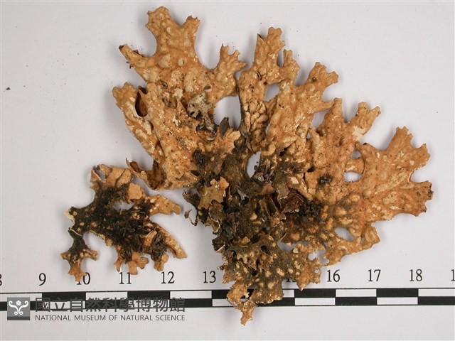 叉狀針芽兜衣藏品圖，第3張