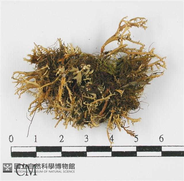 登錄號:L00000599藏品圖，第3張