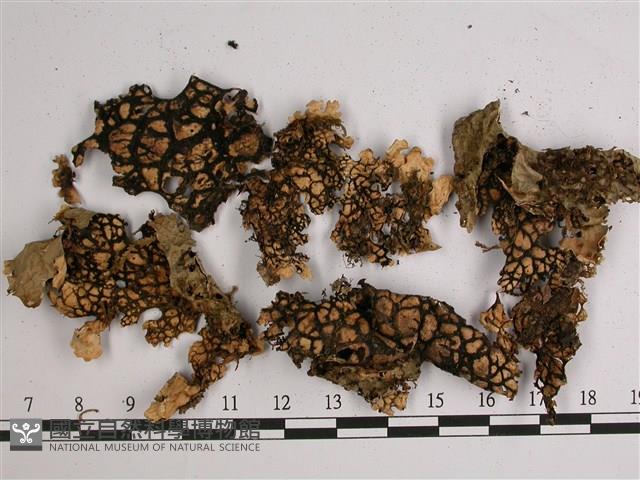 中國兜衣藏品圖，第3張