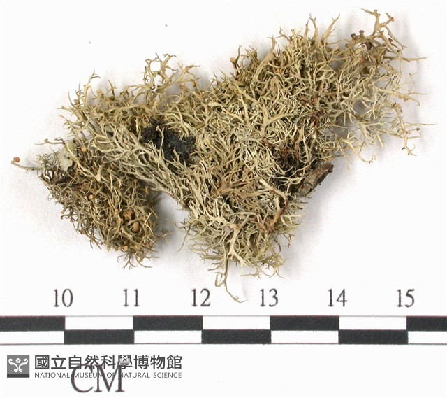 登錄號:L00002186藏品圖，第3張