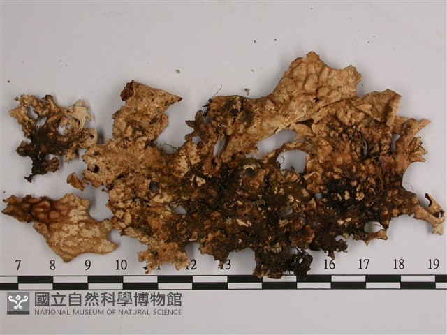 叉狀針芽兜衣藏品圖，第3張