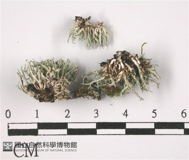 登錄號:L00003106藏品圖，第3張