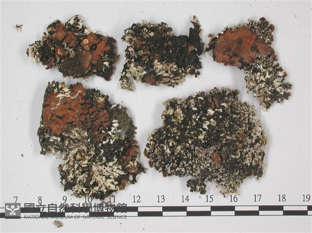 登錄號:L00002306藏品圖，第3張