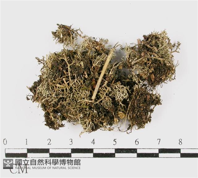 登錄號:L00001166藏品圖，第3張