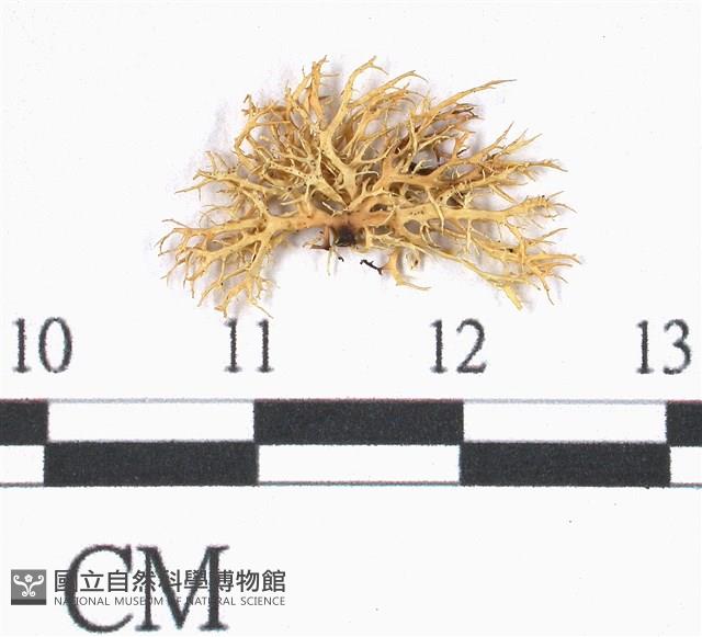 登錄號:L00000366藏品圖，第3張