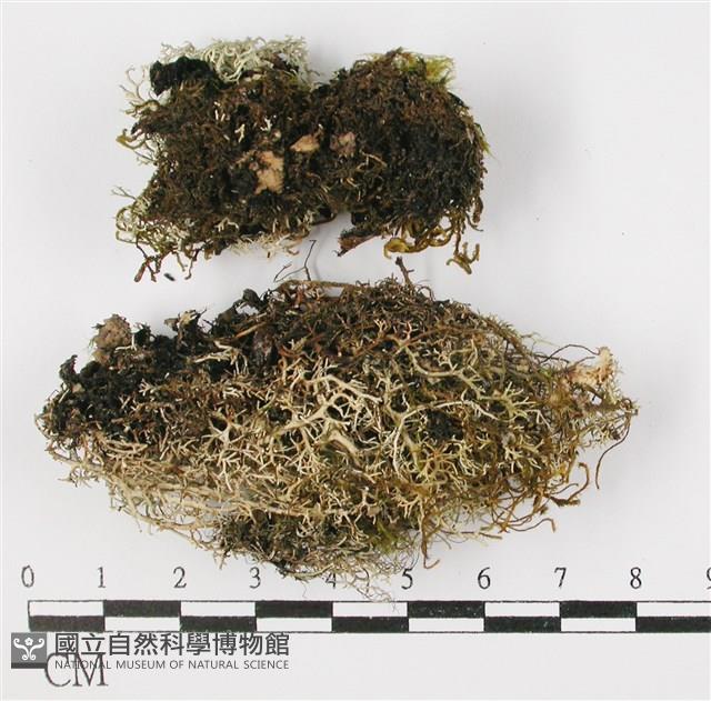 登錄號:L00001366藏品圖，第3張