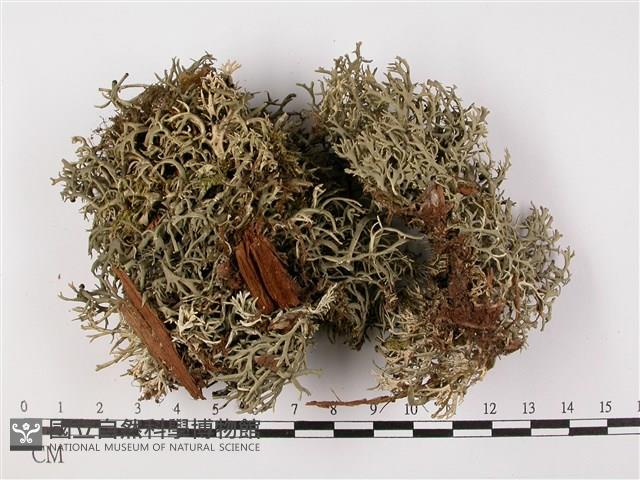 登錄號:L00002116藏品圖，第3張