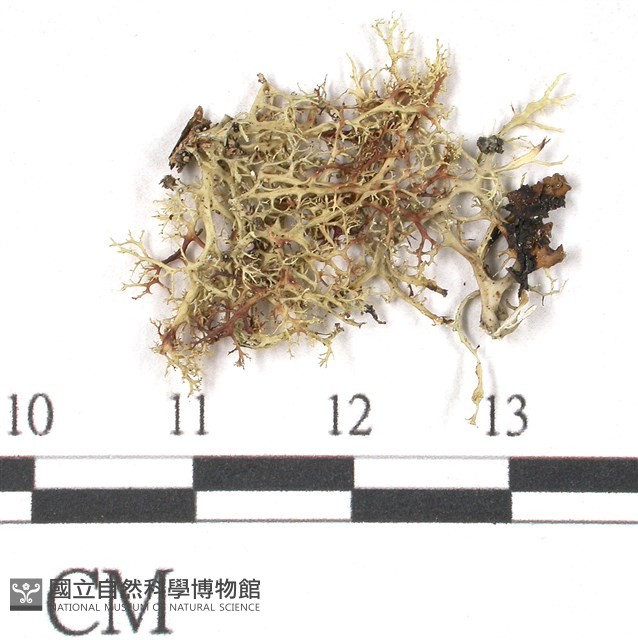 登錄號:L00002416藏品圖，第3張