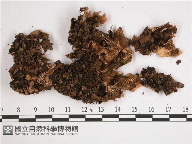 擬文字變色兜衣藏品圖，第3張