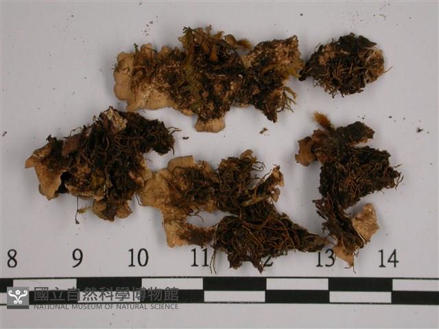 亞粒陷兜衣藏品圖，第3張