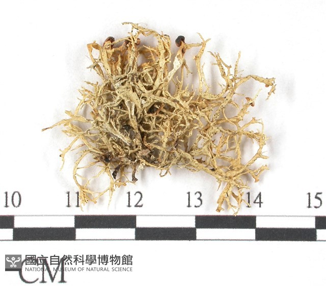 登錄號:L00000256藏品圖，第3張
