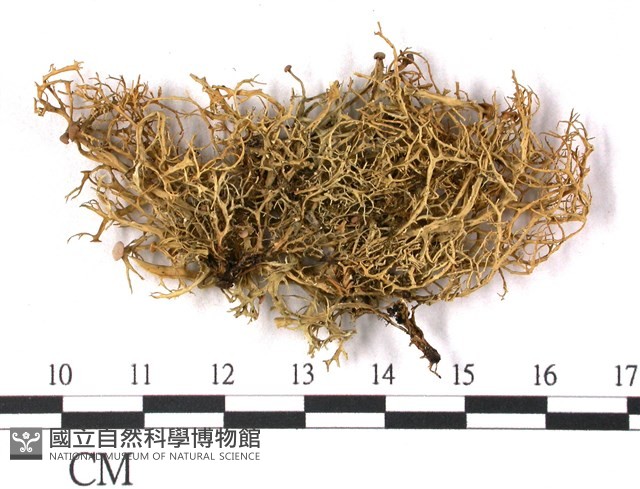 登錄號:L00000456藏品圖，第3張