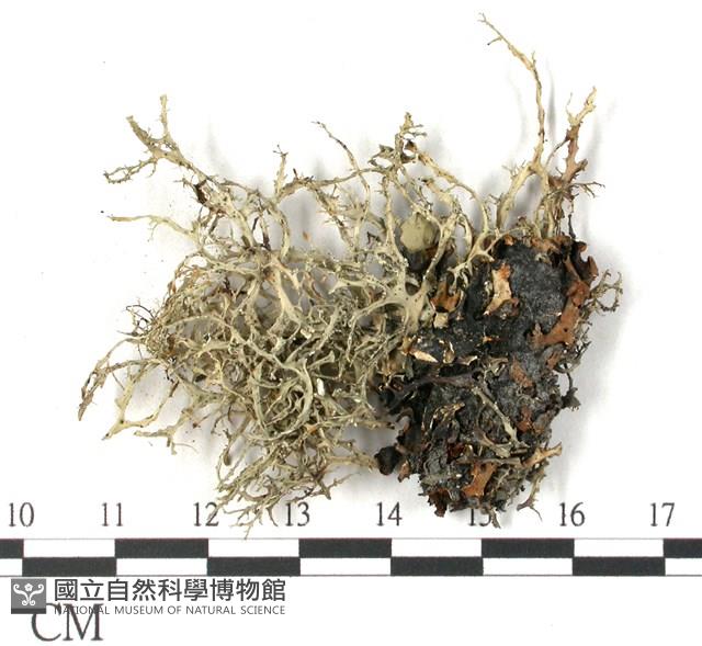 登錄號:L00002596藏品圖，第3張