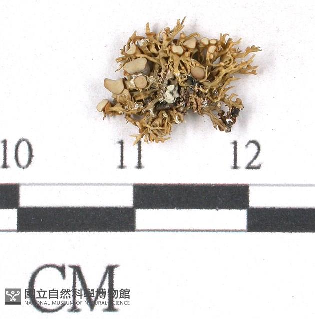 登錄號:L00000504藏品圖，第3張