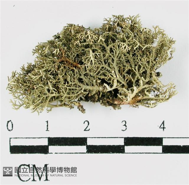 台灣球粉衣藏品圖，第3張