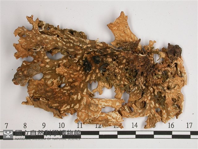 黃色細片兜衣藏品圖，第3張