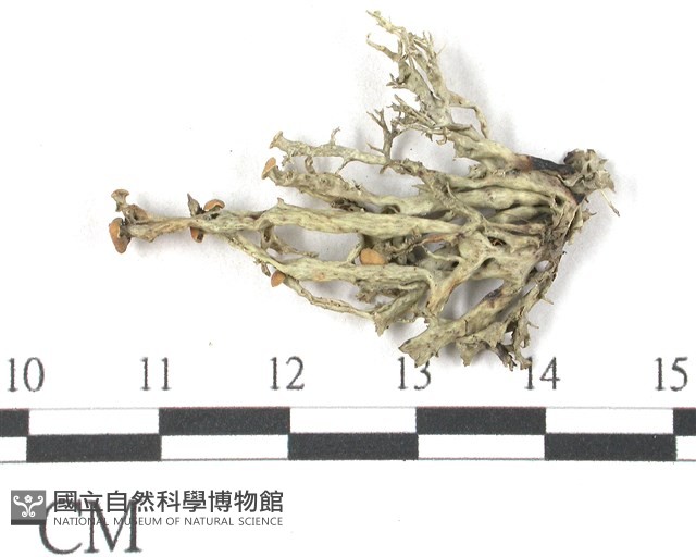 登錄號:L00002564藏品圖，第3張