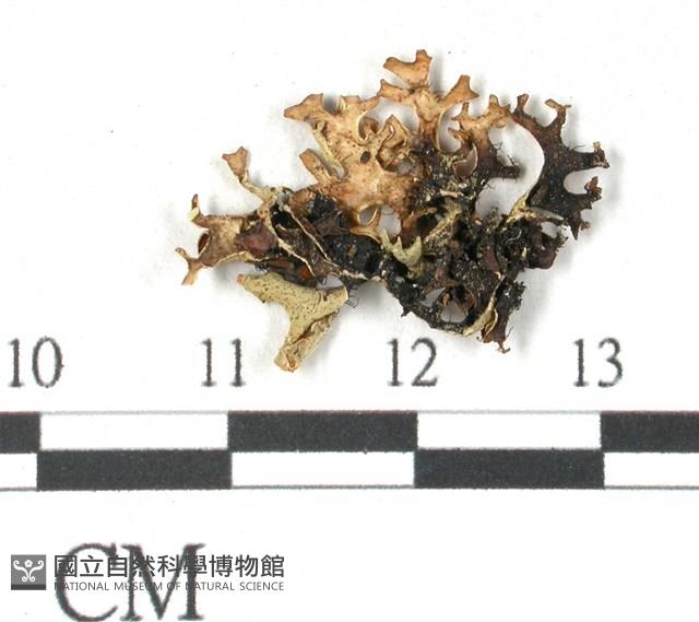 登錄號:L00002414藏品圖，第3張