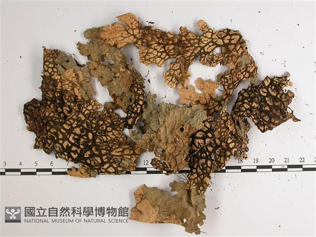 擬側膜兜衣藏品圖，第3張