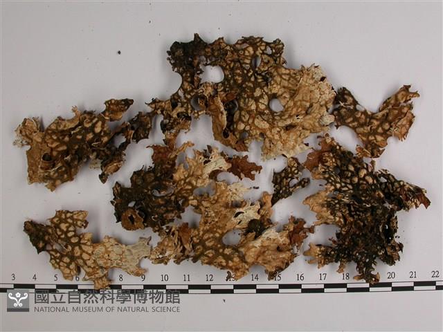 樹棲兜衣藏品圖，第3張