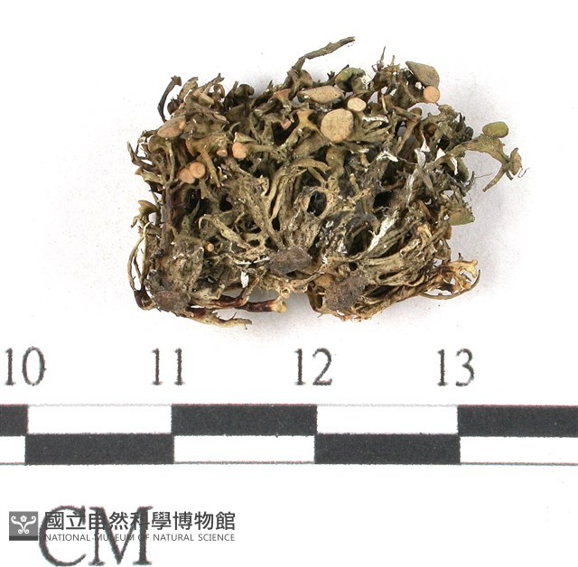 登錄號:L00002624藏品圖，第3張