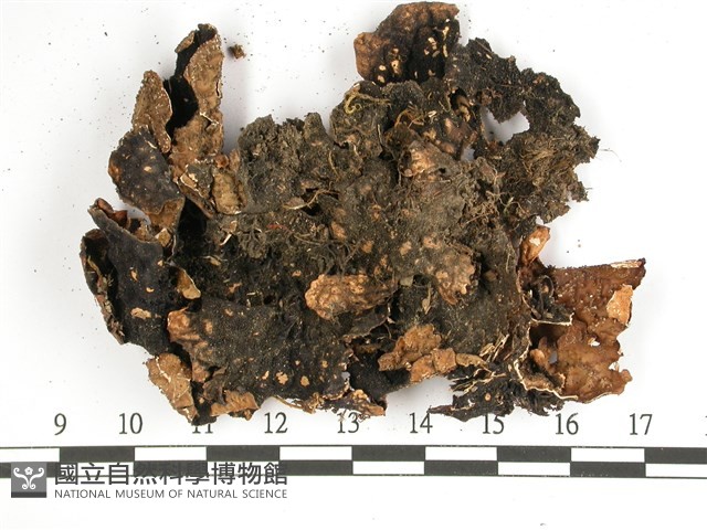 黑川氏兜衣藏品圖，第3張