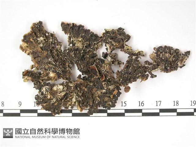 登錄號:L00001324藏品圖，第3張