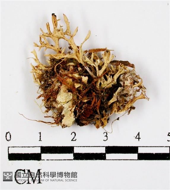 登錄號:L00000674藏品圖，第3張