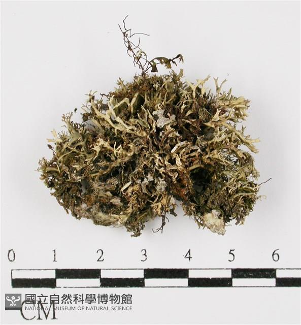 台灣球粉衣藏品圖，第3張